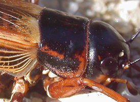 Sand Field Cricket